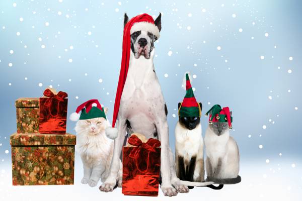 壁纸狗,球,新年,假期,装饰,新年,圣诞节,圣诞节,作为
