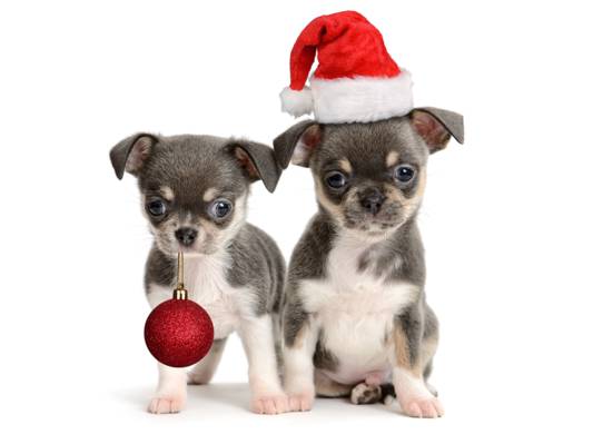 新的一年,球,圣诞节,新年,小狗,帽子,球,帽,小狗,小狗