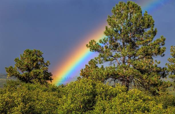 彩虹,天空,树木