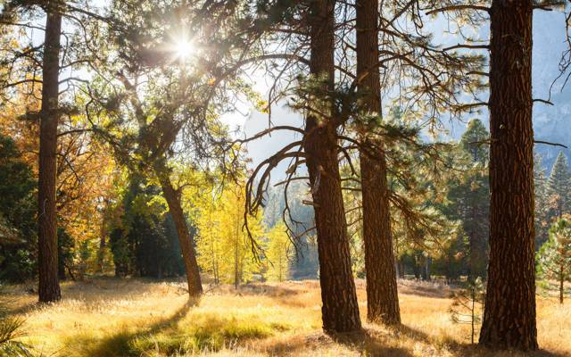 壁纸射线,光,树,优胜美地国家公园,太阳,CA,森林,美国
