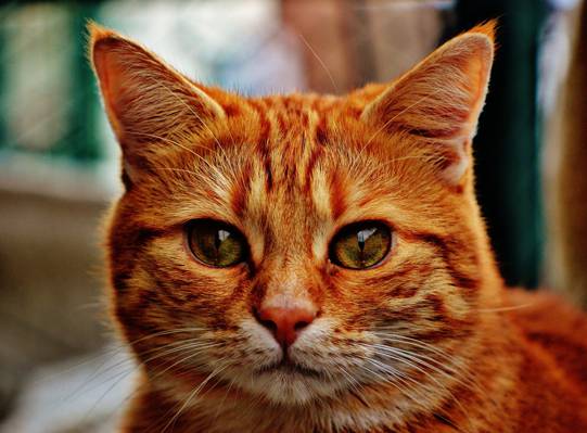 摄影的橙色虎斑猫高清壁纸