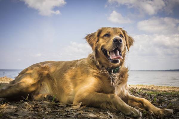 光黄金猎犬狗躺在地面上白天附近的海岸线高清壁纸