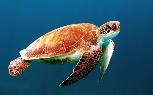 棕色海龟体内的水高清壁纸