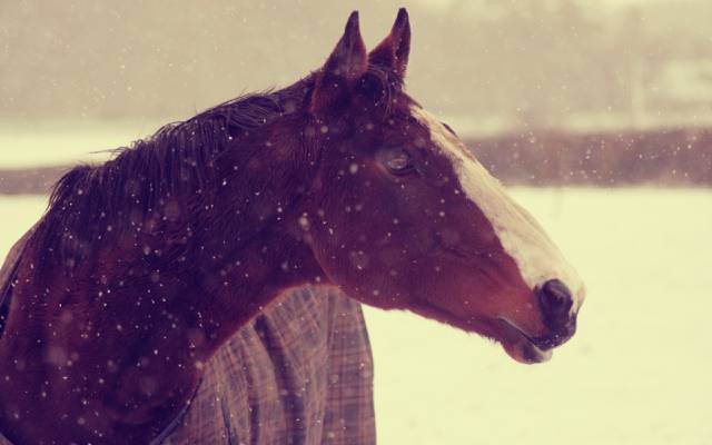 动物,马,雪,背景,冬天,脸,壁纸,马