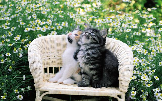 猫,二,鲜花,猫,小猫,小猫,科特,小猫,椅子,猫