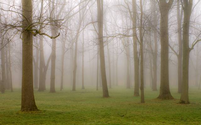 雾,树木,公园,性质