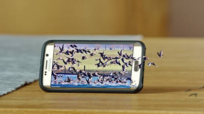 智能手机,鸟类,三星Galaxy S6 Edge,三星,大自然