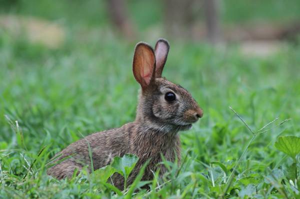 棕色野兔,东部棉尾兔,sylvilagus floridanus高清壁纸的选择性焦点摄影