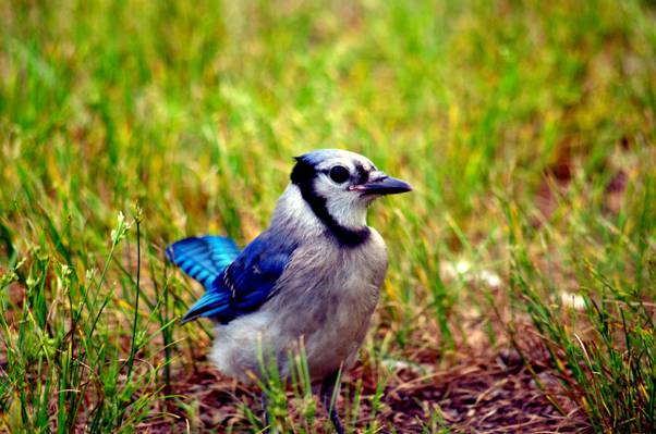 蓝色和白色的鸟,在绿草场高清壁纸