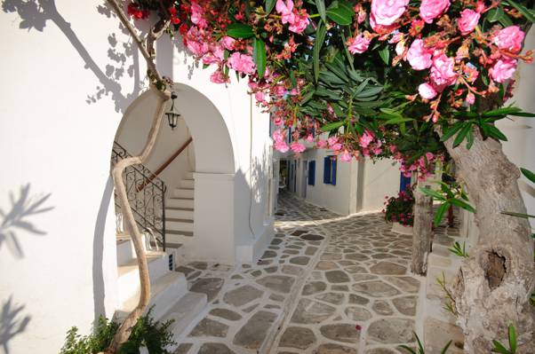 花,希腊,家,圣托里尼
