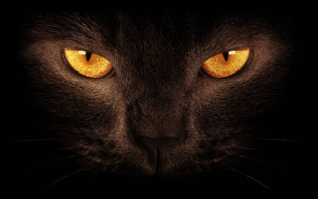 黑暗的背景下,猫,眼睛,黑色