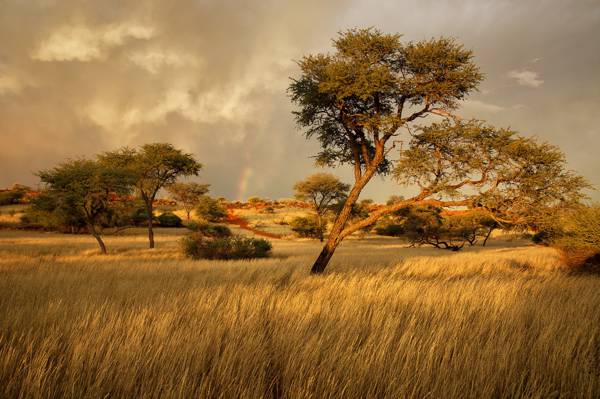 树,草,萨凡纳,非洲,纳米比亚