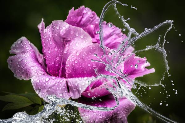 粉红色的特写照片在水飞溅高清壁纸的玫瑰花朵