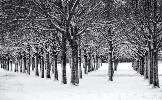 白天被雪覆盖的黑色树木,乌普萨拉高清壁纸