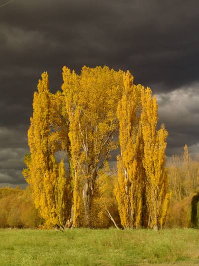 在多云的天气高清壁纸期间黄色生叶在绿草中