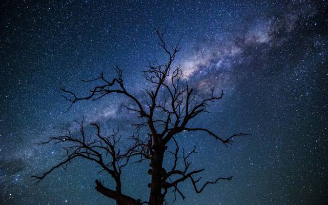 树,夜晚,空间,星星,银河系