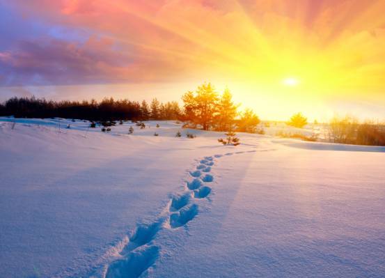 雪,寒冷,自然,冬天,树,田野,太阳,天空,日落,痕迹