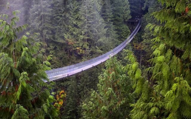 不列颠哥伦比亚省,红杉,温哥华,森林,高度,吊桥