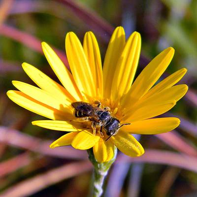 棕色的蜜蜂收集花蜜花花高清壁纸