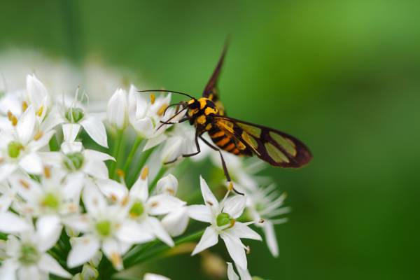 Amata黄蜂蛾栖息在白色petaled花卉高清壁纸