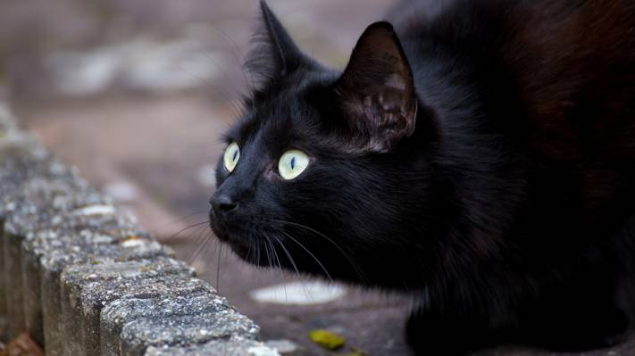 壁纸猫,眼睛,黑色,胡子