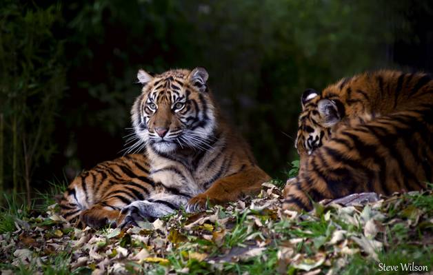 两只老虎在绿色的田野,苏门答腊虎,幼崽高清壁纸