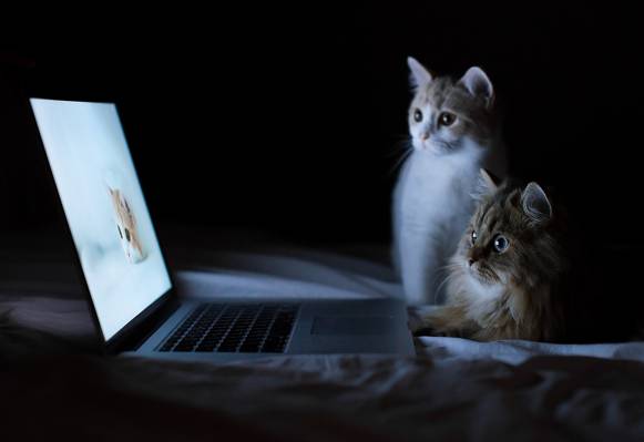 膝上型计算机,Hannah,小猫,雏菊,©Benjamin Torode