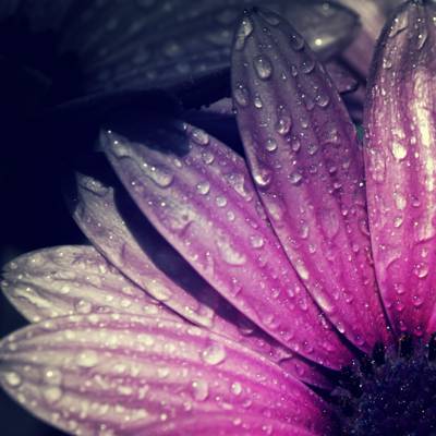 紫色Osteospermum花与水滴HD墙纸的特写镜头照片