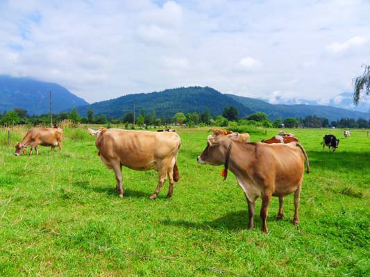 棕色的牛,在白天的草地上,牛高清壁纸
