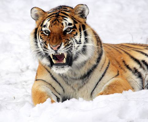 棕色的黑色和白色的老虎,在白色的雪高清壁纸