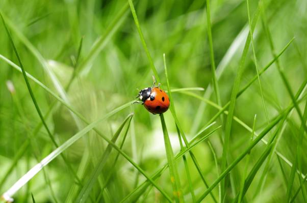 在白天高清壁纸的绿色草地上发现瓢虫的倾斜移位摄影