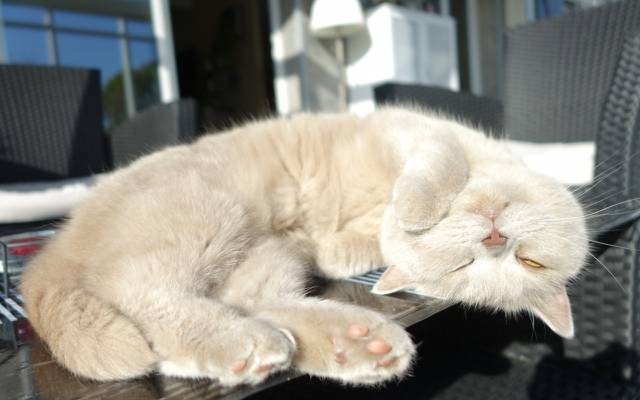 壁纸睡觉,在桌子上,逗留,英国短毛猫,小猫,睡觉