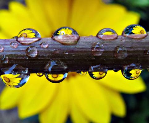 水滴在分支,杂色菊,蒲公英高清壁纸的选择性焦点摄影