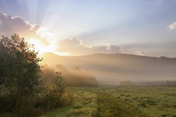早晨,自然,丘陵,雾,树,场,罗莎,太阳,草,景观