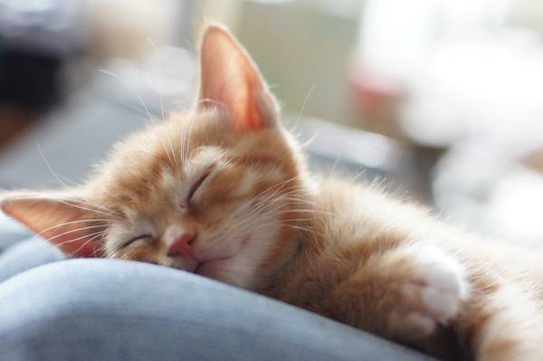 橙色的小猫睡觉高清壁纸