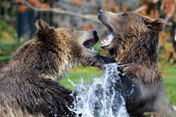 两头熊战斗高清壁纸的照片