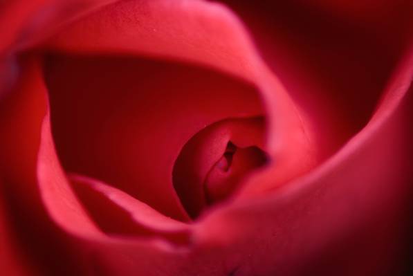 微红摄影的红玫瑰高清壁纸