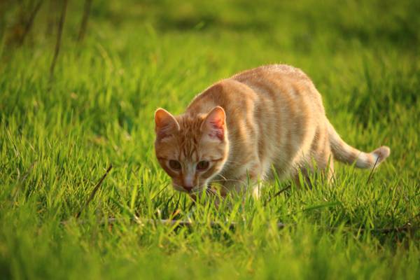 绿色的草地上的橙色虎斑猫高清壁纸