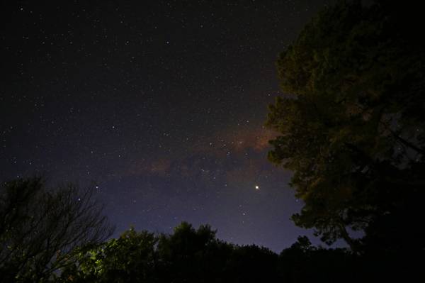 天空,夜晚,星星,树木,银河系