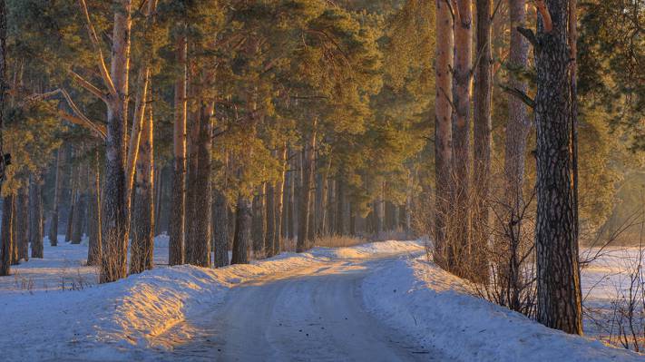 森林,雪,冬天,雪,树木,道路