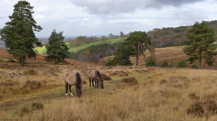两匹马在树木,森林景观附近的草地上高清壁纸