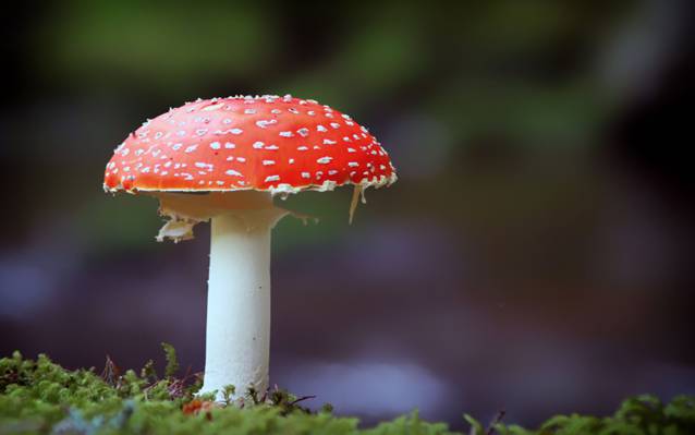 红色和白色蘑菇高清壁纸的特写照片
