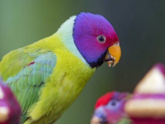 绿色,黄色和紫色的鸟,梅花头鹦鹉高清壁纸倾斜移位摄影