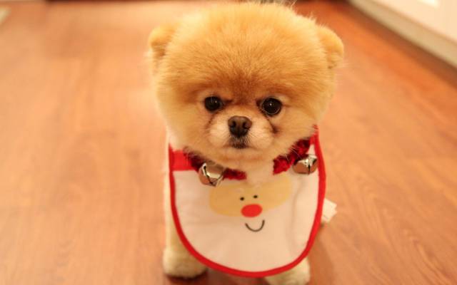 狗,看,博美犬,脸,狗,可爱的小狗作为圣诞礼物,蓬松,品种,眼睛,喷口