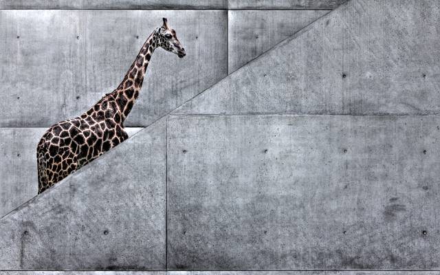 动物,长颈鹿去,梯子,艺术,自然,非洲,地铁,长颈鹿