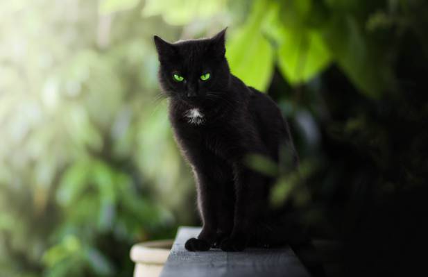 散景,黑猫,绿色的眼睛,看,猫