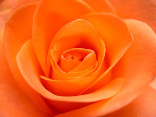 橙色玫瑰花宏观照片高清壁纸