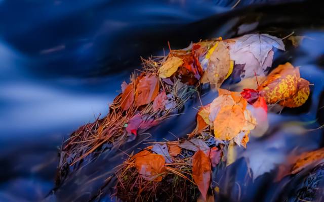 秋天,流,流,河,石头,叶子