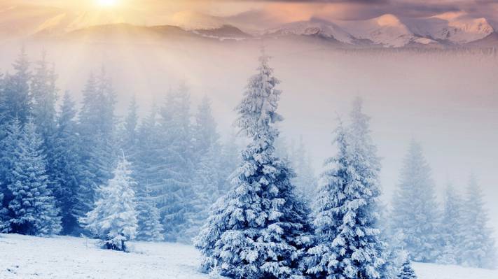 壁纸树,雪,山,冬天