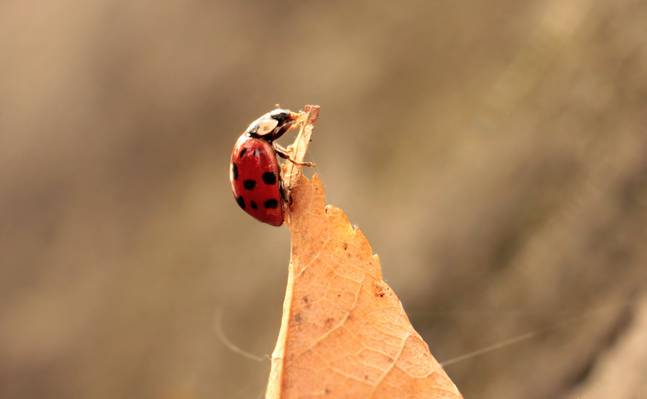 红色瓢虫栖息在棕色叶子高清壁纸上的焦点摄影